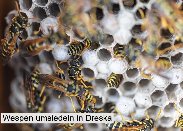 Wespen umsiedeln in Dreska